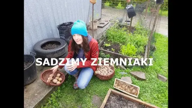 Jak sadzić ziemniaki? Krok po kroku do obfitych zbiorów!
