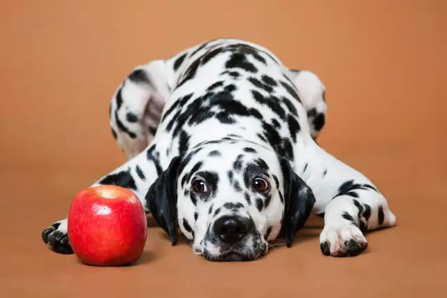 Jakie owoce może jeść szczeniak, aby uniknąć zagrożeń zdrowotnych?