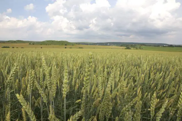 Kto uprawia zboże na Ukrainie? Poznaj największych producentów i rolników