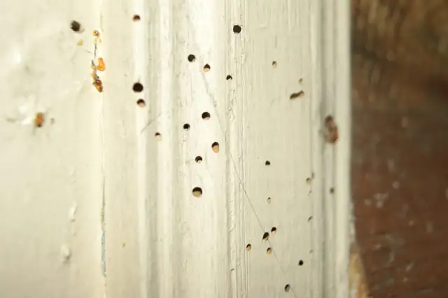 Drewno z licznymi otworami, jak po kornikach. Szukasz sposobu, czym wypełnić duże ubytki w drewnie?