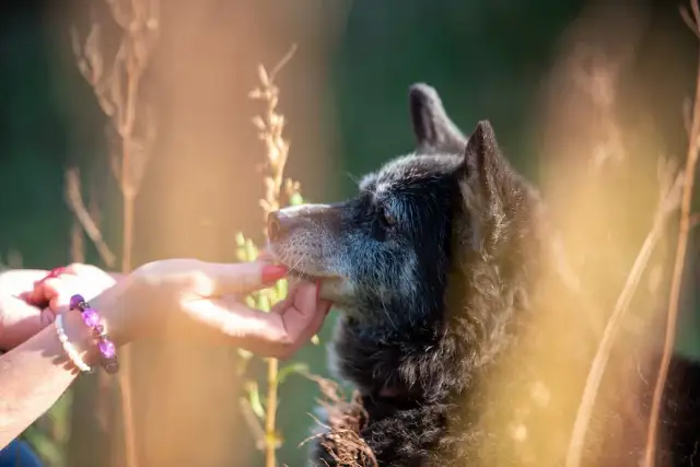 Wolontariat w schronisku: Jak pomóc zwierzętom i dołączyć do akcji