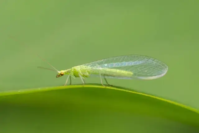 Mały zielony robaczek: Gatunki, porady i jak dbać o pielęgnację