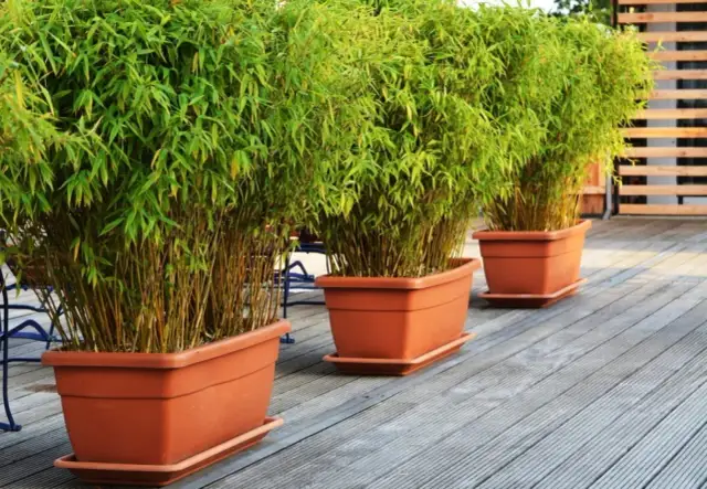 Jaka ziemia do bambusa w doniczce? Stwórz idealne podłoże!