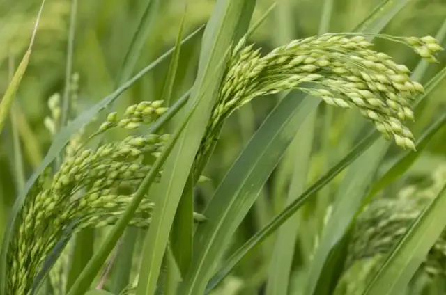 Kasza jaglana z jakiego zboża pochodzi? Odkryj jej właściwości