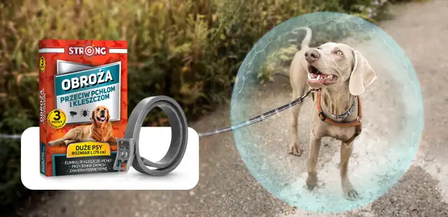 Do kiedy pies ma nosić obrożę na kleszcze, aby uniknąć zagrożeń?