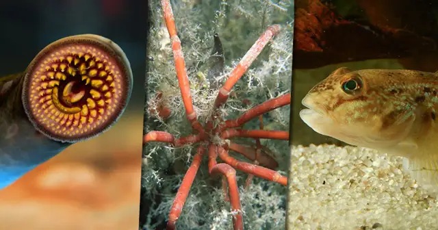 Morze Bałtyckie: Kto w nim żyje? Odkryj i chroń jego sekrety