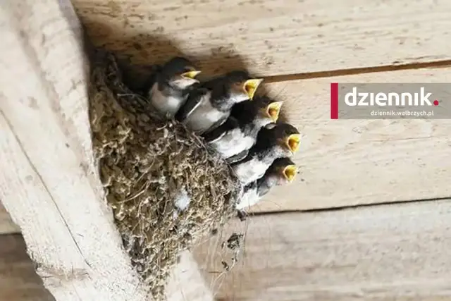 Gniazdo jaskółki: Kary do 9500 zł i więzienie? Jak się chronić?