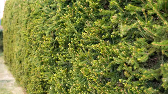 Świerk serbski w żywopłocie - jak sadzić i jakie odstępy zachować