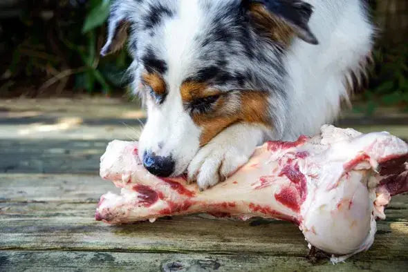 Kości z królika dla psa: Surowe kości tak, ale jak bezpiecznie?
