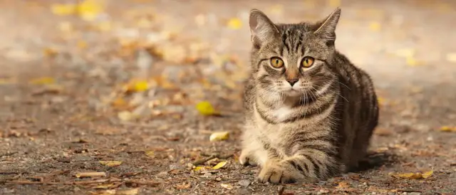 Jak długo kotka ma ruje? Poznaj fakty o czasie trwania rui