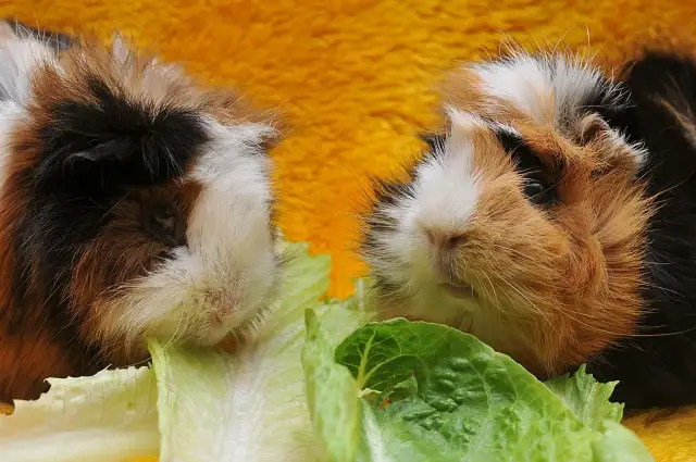 Jakie owoce i warzywa mogą jeść świnki morskie?