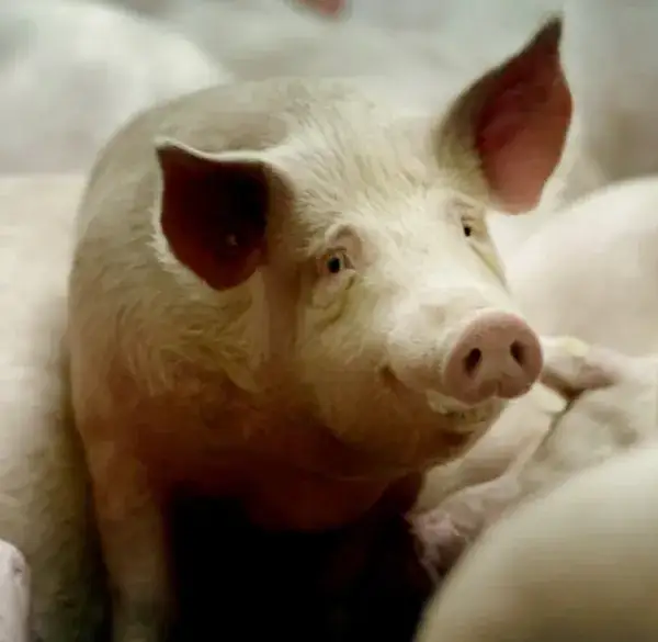 Czy żelki Haribo mają żelatynę? Co musisz wiedzieć o składzie