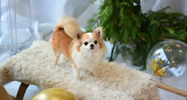 Uroczy piesek rasy chihuahua, pies z rodziny zastępczej, pozuje na tle świątecznych dekoracji.