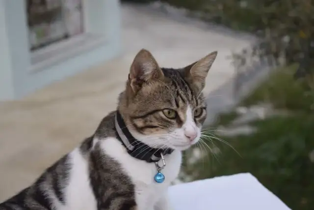 Jaka obroża dla kota zapewni bezpieczeństwo i komfort?