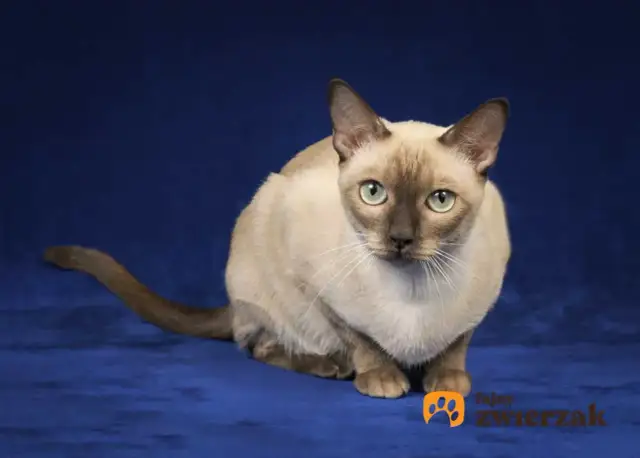 Jak skutecznie karmić kota tonkijskiego, aby był zdrowy i szczęśliwy