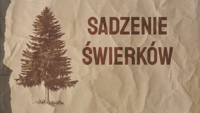 Kiedy sadzić świerk? Wiosna czy jesień? Poradnik Neli Szymczak