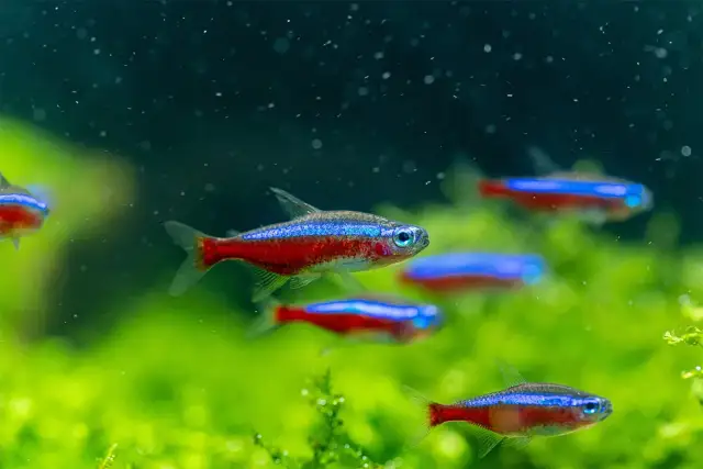 Jakie rybki do małego akwarium? Wybierz mądrze i uniknij błędów!