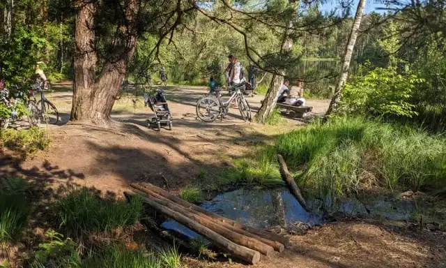 Najlepsze trasy rowerowe w Puszczy Niepołomickiej – odkryj przygodę