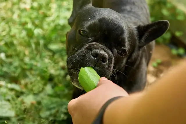 Ogórek dla psa: Bezpieczny przysmak czy zagrożenie? Sprawdź!