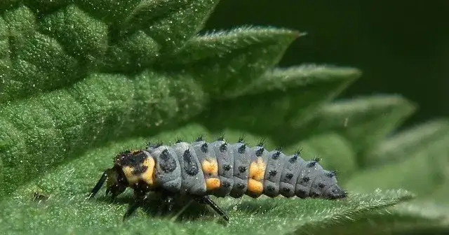 Jak rozmnażają się biedronki - fascynujący cykl ich życia i rozwoju