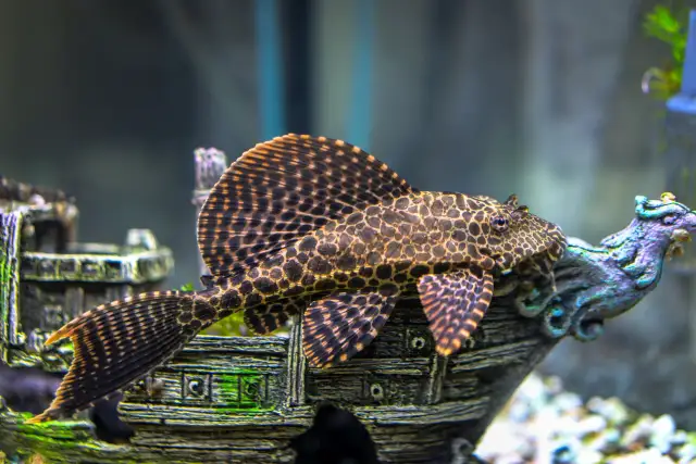 Jak karmić glonojada? Obal mity, zapewnij zdrową dietę!