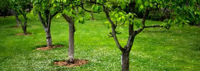 Kiedy sadzić drzewa owocowe? Jesień czy wiosna wybierz mądrze!