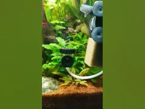 Gdzie umieścić dyfuzor CO2 w akwarium? Najlepsze lokalizacje