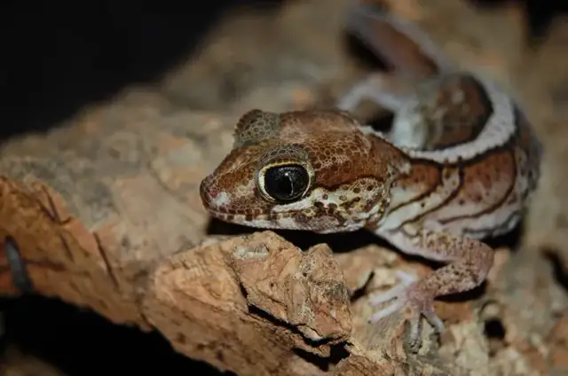 Gekon płaczący ile żyje? Odkryj tajemnice jego długości życia