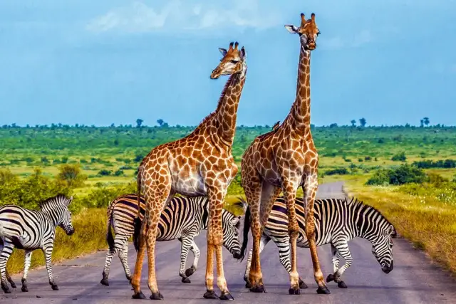 RPA kiedy jechać: najlepszy czas na safari i podróże w RPA