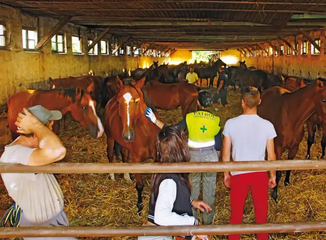 Stadnina Koni Walewice - historia, hodowla i jazda konna w jednym miejscu