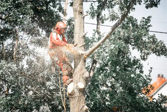 Drwal w kasku i kombinezonie tnie piłą drzewo, unoszą się trociny.