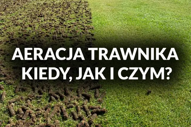 Kiedy aeracja trawnika? Optymalne terminy i wskazówki [2024]