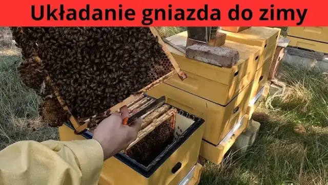 Jak zimować pszczoły w ulu wielkopolskim, aby uniknąć strat zimowych