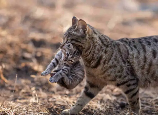 Dlaczego kotka gryzie swoje małe? Zrozumienie niepokojącego zachowania