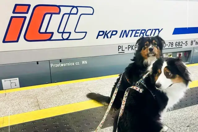 Dwa psy na peronie PKP Intercity. Zastanawiasz się, ile kosztuje bilet dla psa PKP? Sprawdź regulamin przewoźnika.