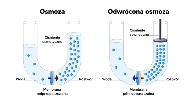 Ilustracja pokazuje, co to jest osmoza: przepływ wody przez membranę półprzepuszczalną z obszaru o niższym stężeniu do obszaru o wyższym stężeniu.