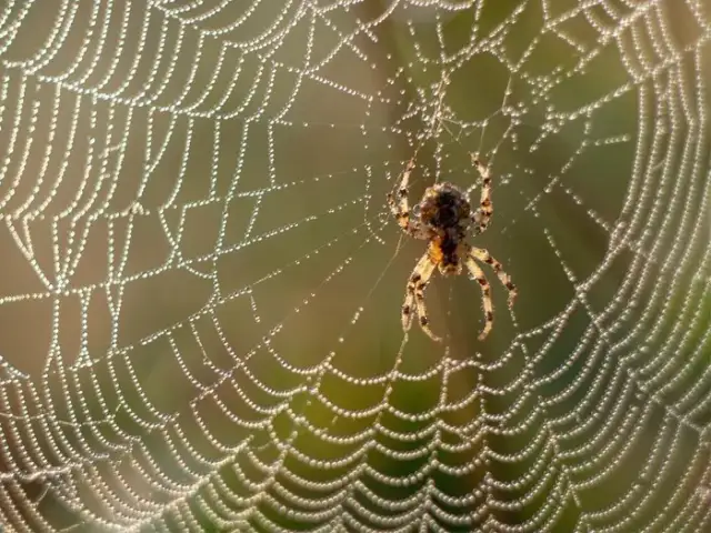 Jak się śni pająk? Odkryj znaczenie i emocje związane z tym snem