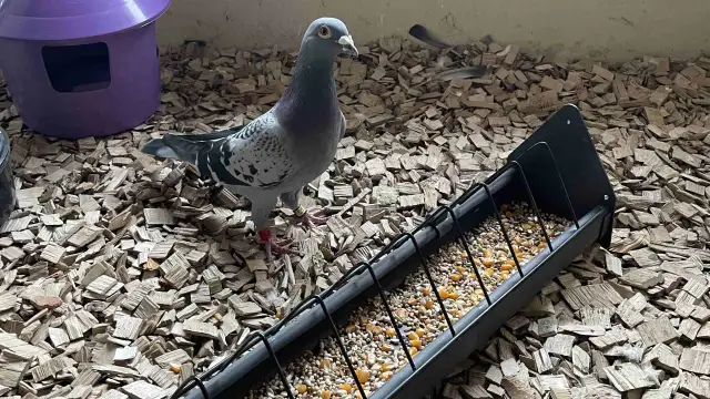 Gołąb pocztowy stoi obok karmidła z ziarnem na ściółce z drewna.