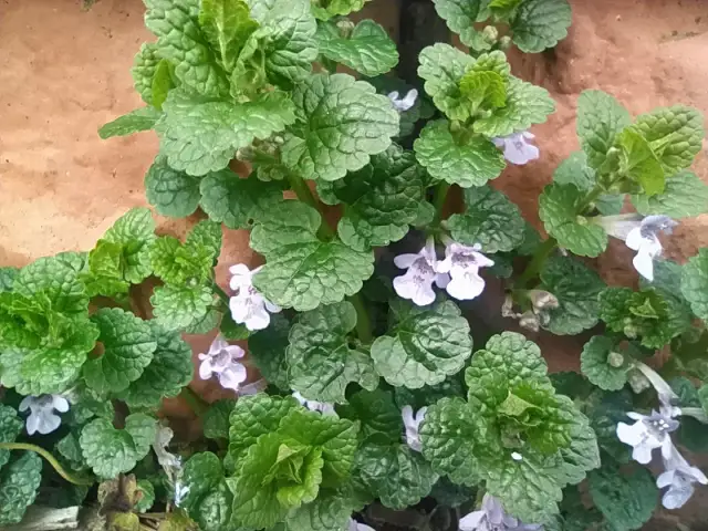 Bluszczyk kurdybanek: Jak zwalczyć i wykorzystać jego moc?