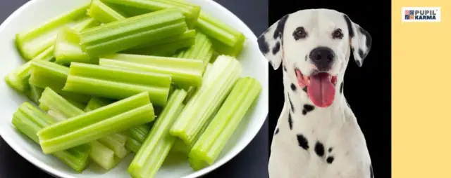 Seler dla psa: Bezpieczny? Jak podawać, by nie zaszkodzić?