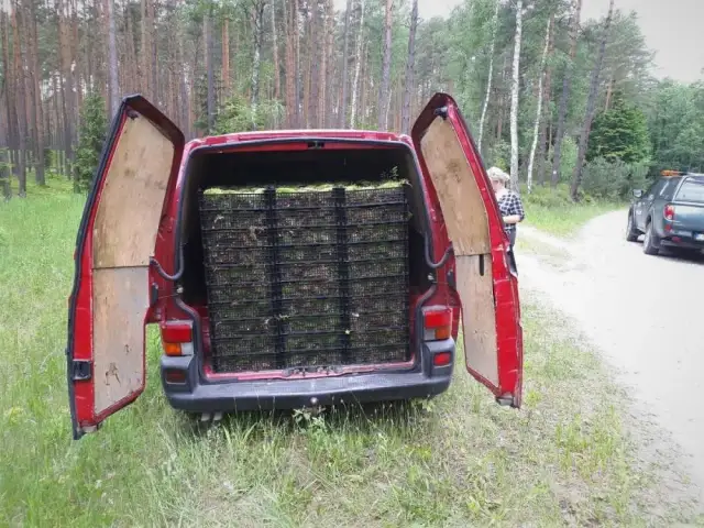 Legalne zbieranie mchu: przepisy, kary i zastosowania survivalowe