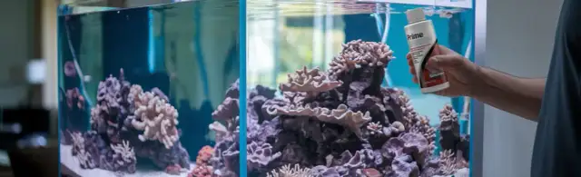 Jak założyć akwarium morskie? Kompletny poradnik krok po kroku