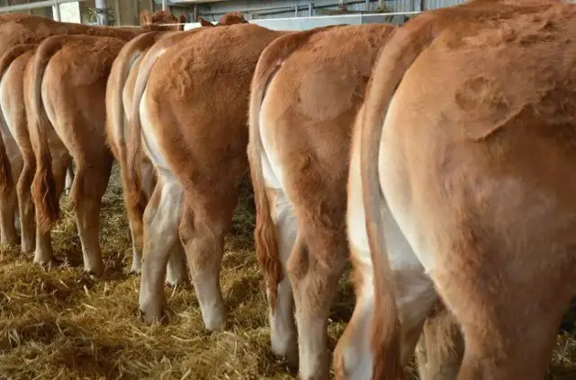 Ile kosztuje byk w skupie? Ceny, które zaskoczą każdego hodowcę