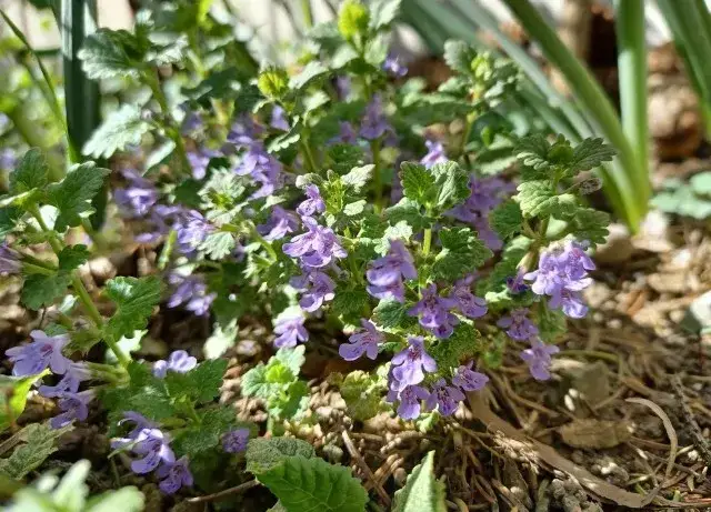 Chwast kurdybanek: jak go rozpoznać i skutecznie zwalczać