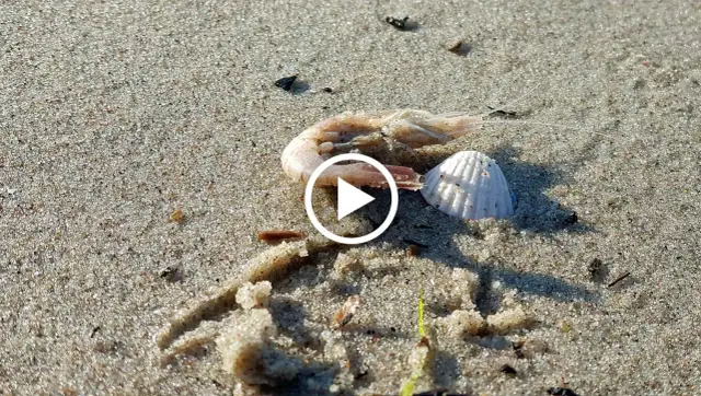 Martwa krewetka i muszla na piaszczystej plaży.