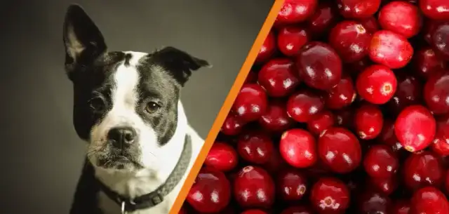 Czy pies może jeść suszoną żurawinę? Bezpieczne porady i ryzyka
