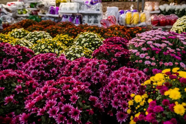 Jak wyhodować chryzantemy z cmentarza i uniknąć ich zaniku