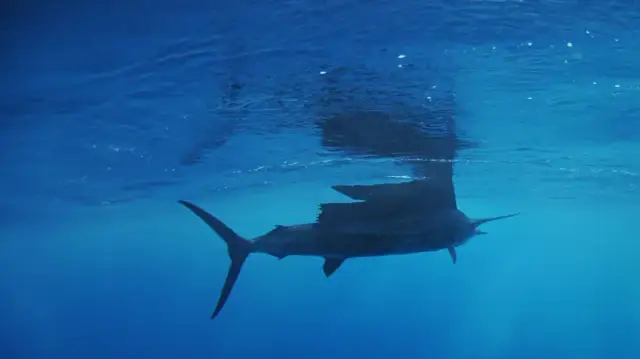 Najszybsza ryba na świecie – zaskakujące fakty o żaglicy