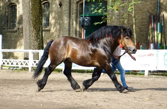 Stadnina Koni Mieczownica - historia, usługi i hodowla koni