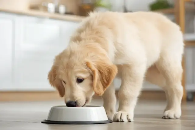 Uroczy szczeniak golden retriever zajada mokrą karmę dla szczeniaka. Od kiedy zaczął jeść tę pyszną karmę, jego futerko jest jeszcze bardziej lśniące!